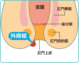 外科・肛門科