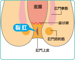 外科・肛門科